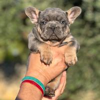 Bulldog francese