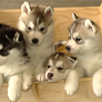 Cuccioli husky SOLO RIMBORSO SPESE