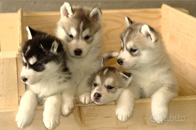 Cuccioli husky SOLO RIMBORSO SPESE