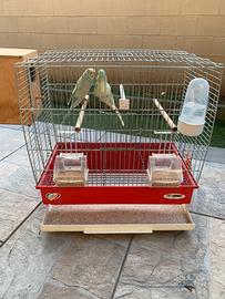 Coppia uccelli colorati