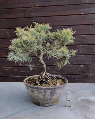 BONSAI