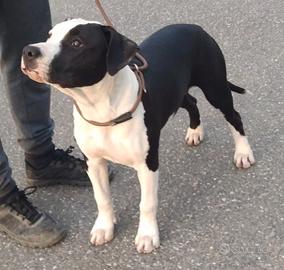 Amstaff femmina con pedigree ENCI