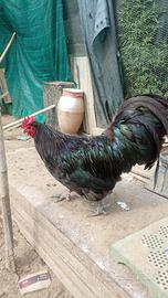Gallo Australorp