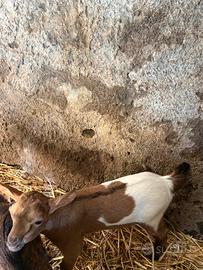 Capretto tibetano