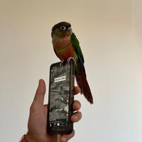 Conuro Guanche Verdi maschio (nato a giugno)