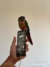 Conuro Guanche Verdi maschio (nato a giugno)