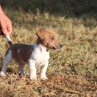 Disponibili cuccioli Jack Russell