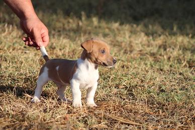 Disponibili cuccioli Jack Russell
