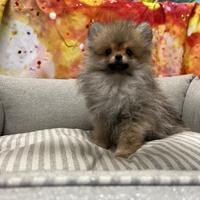 Cucciola di Volpino di Pomerania fulvo femmina