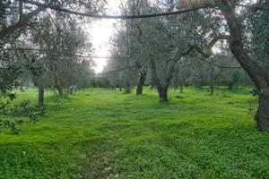 Terreno in Palagiano