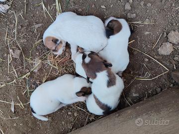 Jack russel