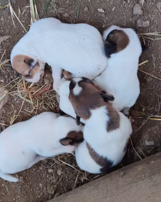 Jack russel