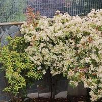 Fiori allegria giovinezza