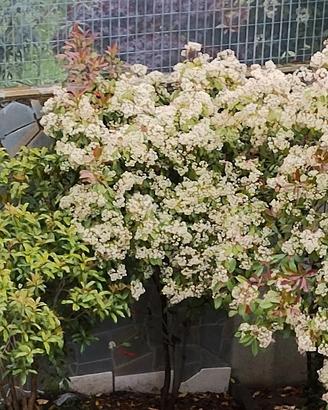 Fiori allegria giovinezza