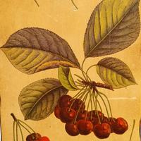 Quadro Botanico Vintage su Legno – "Cerise-Guigne"
