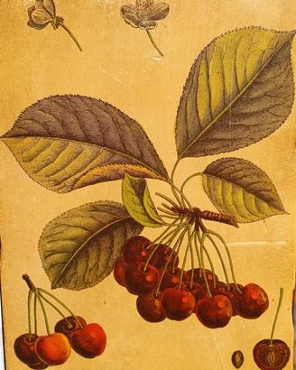 Quadro Botanico Vintage su Legno – "Cerise-Guigne"