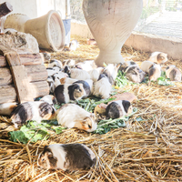 Cavie porcellini d'india