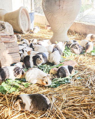 Cavie porcellini d'india