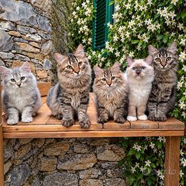 Cucciolo gatto Siberiano pedigree