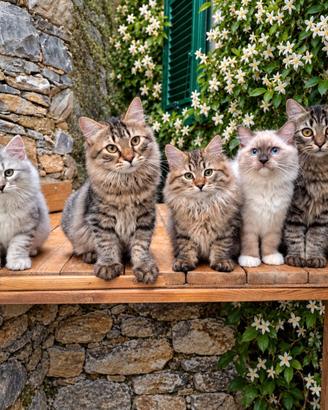 Cucciolo gatto Siberiano pedigree