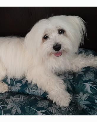 Maltese per accoppiamento