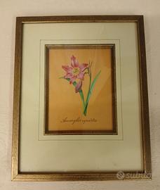 Stampe arte botanica