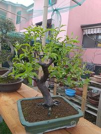 bonsai e prebonsai 