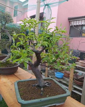 bonsai e prebonsai 