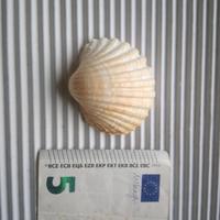 Conchiglie  da 20 centesimi in su (leggere testo)