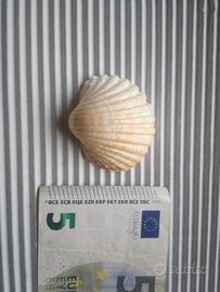 Conchiglie  da 20 centesimi in su (leggere testo)