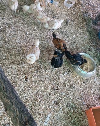 Gallina padovana