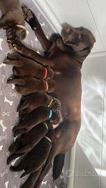 Labrador retriever