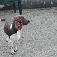 Springer spaniel