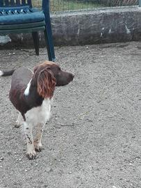 Springer spaniel