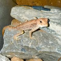 Geco Pristurus carteri Oman