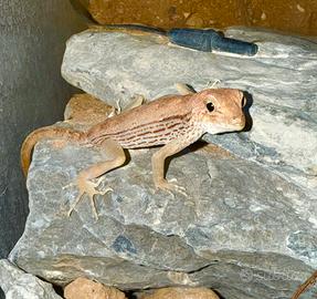 Geco Pristurus carteri Oman