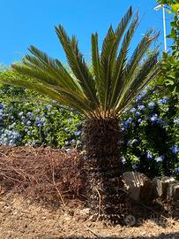 Cycas Revoluta