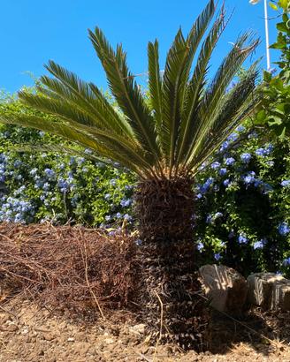 Cycas Revoluta