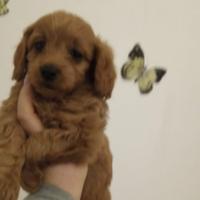 Cuccioli di barboncino