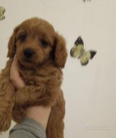Cuccioli di barboncino