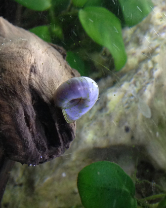 Planorbarius blu lumacha d'acquario