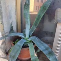 Piante di Agave
