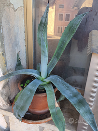 Piante di Agave
