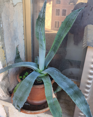 Piante di Agave