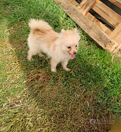 Spitz di pomerania toy