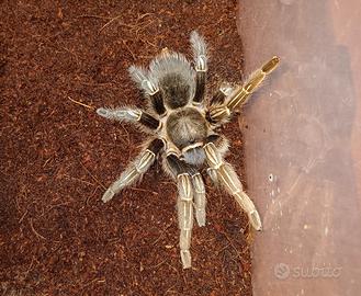 Migale tarantola aphonopelma seemani adulta