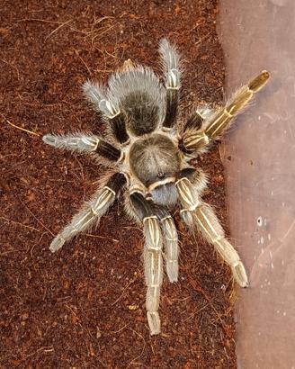 Migale tarantola aphonopelma seemani adulta