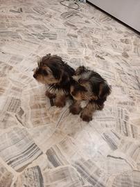 Cuccioli di yorkshire terrier