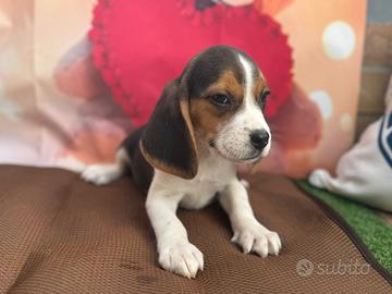 Beagle