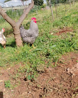 Gallo Amrock
